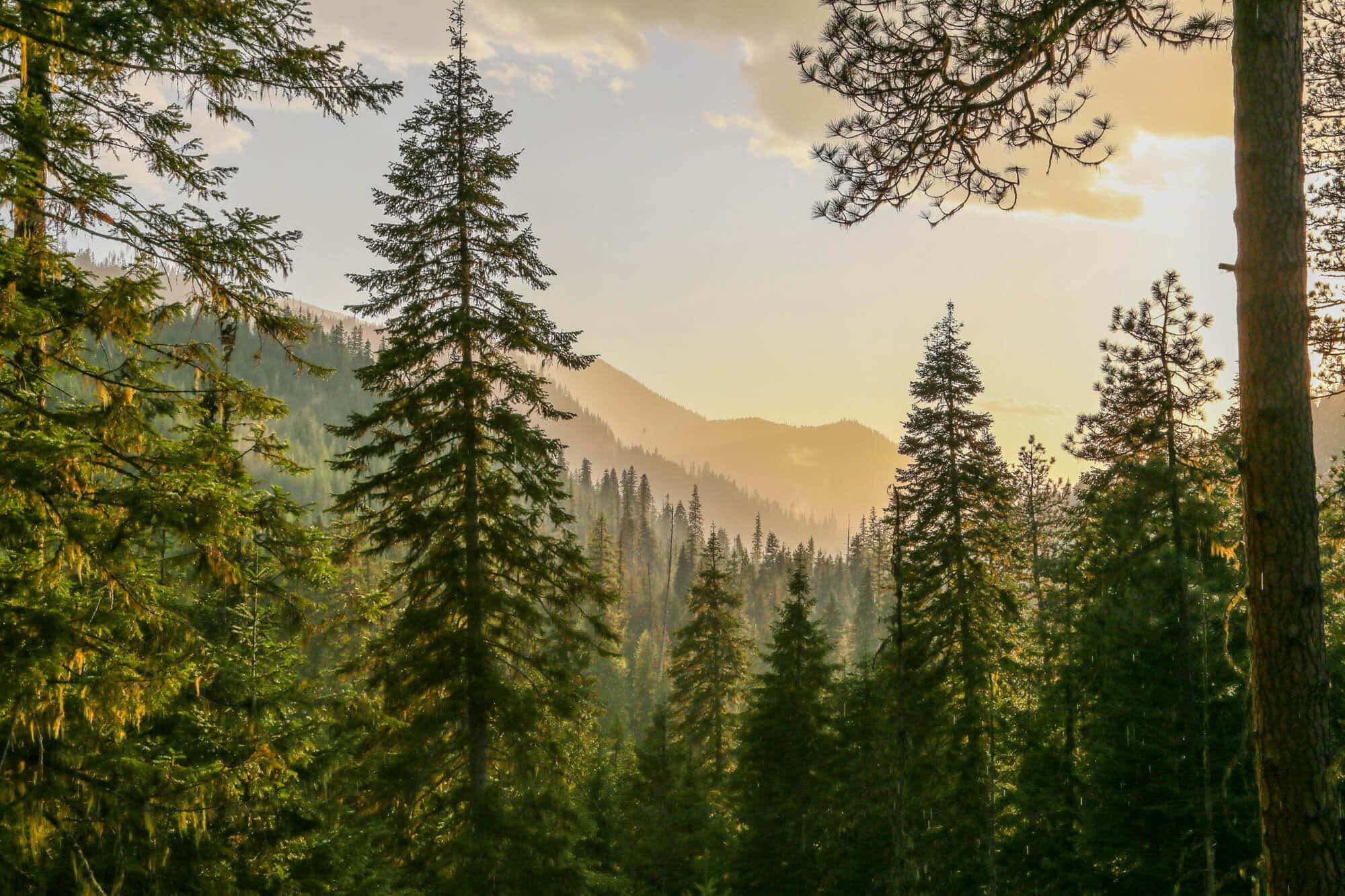 A scenic mountain landscape with tall evergreen trees bathed in golden sunlight.